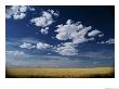 Wheat Field In Central Washington by Michael Klesius Limited Edition Print