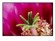 Close View Of A Hedgehog Cactus Flower by George F. Mobley Limited Edition Print