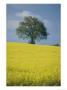 A Scenic View Of Bright Yellow Rape Fields With A Single Green Tree At The Top Of A Hill by Todd Gipstein Limited Edition Print