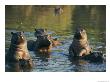 Young Hippopotamuses Play In A River by Nicole Duplaix Limited Edition Print
