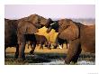 African Elephants With Trunks Entwined by Beverly Joubert Limited Edition Print