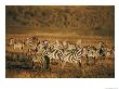 Zebras Herd In The Ngorongoro Crater by Emory Kristof Limited Edition Print