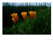 Furled California Poppy Blossoms by Raymond Gehman Limited Edition Print
