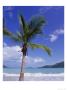Palm Tree, Magens Bay, St. Thomas, Usvi by Jim Schwabel Limited Edition Pricing Art Print