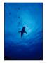 A Silhouette Of A Grey Reef Shark by Brian J. Skerry Limited Edition Pricing Art Print
