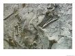 Dinosaur Fossils Embedded In Stone by Dick Durrance Limited Edition Print