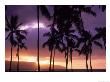 Silhouette Of Palm Trees, Hawaii by Mitch Diamond Limited Edition Print