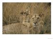 An African Lion Cub Rests On Its Mothers Back by Roy Toft Limited Edition Print