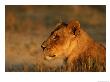 Profile Portrait Of An African Lioness by Beverly Joubert Limited Edition Print
