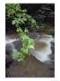 Leaves, Rocks And A Cascade Make A Scenic View by Bill Curtsinger Limited Edition Print