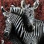 Couple De Zebras Ii by Fabienne Arietti Limited Edition Print