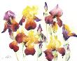 Planche Iris Iv by Marc Folly Limited Edition Print