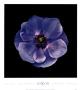 Poppy Anemone by Joson Limited Edition Print