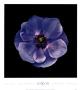 Poppy Anemone by Joson Limited Edition Pricing Art Print