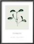 Basil by Nina Farrell Limited Edition Print