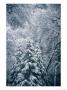 A Winter Wonderland In A Snowy Forest by Marc Moritsch Limited Edition Print