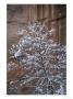 A Snow Covered Tree In Sedona, Arizona by John Burcham Limited Edition Print