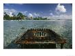 Scars Of World War Ii, A Rusty Gun Mount Marks A Link In The Line Islands Chain by Randy Olson Limited Edition Print