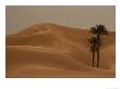 Two Lone Palm Trees Grace The Pristine Landscape Of The Sahara Desert by Peter Carsten Limited Edition Print