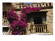 Bougainvillea Flowers On The Balcony Of An Old Building In Taxco by Gina Martin Limited Edition Print