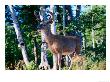 White Tailed Deer (Stag) Standing In Front Of Trees, Canada by Nicholas Reuss Limited Edition Print