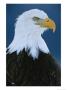 Portrait Of An American Bald Eagle by Klaus Nigge Limited Edition Print