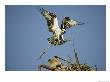 Osprey Landing In Its Nest With A Piece Of Building Material by Klaus Nigge Limited Edition Print