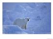 Polar Bear Walks Through Massive Chunks Of Ice Created By The Tides by Paul Nicklen Limited Edition Print