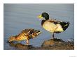 Male And Female Mallard Duck by Rich Reid Limited Edition Pricing Art Print