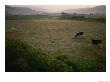Dairy Cattle Graze In An Irrigated Valley Floor by Joel Sartore Limited Edition Print