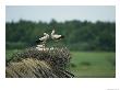 White Storks Displaying In Their Nest With Chicks by Klaus Nigge Limited Edition Print