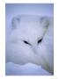 Arctic Fox Curls Up In A Blanket Of Snow by Paul Nicklen Limited Edition Print