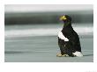 A Stellers Sea Eagle Standing On Ice by Klaus Nigge Limited Edition Pricing Art Print