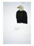 An American Bald Eagle Rests On Snow-Covered Ground by Klaus Nigge Limited Edition Print