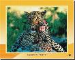 Leopard by Tom Arma Limited Edition Pricing Art Print