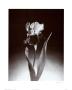 Iris by Dick & Diane Stefanich Limited Edition Print