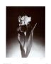 Iris by Dick & Diane Stefanich Limited Edition Print