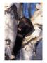 Wolverine In Tree, Gulo Luscus, Ak by Robert Franz Limited Edition Print