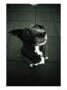 Dog Looks Expectantly by Len Rubenstein Limited Edition Print