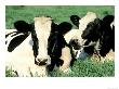 Holstein Cows In Field, Vt by Lynn M. Stone Limited Edition Print