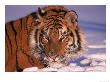 Siberian Tiger, Panthera Tigris Altaica by Lynn M. Stone Limited Edition Print
