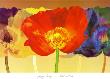 Poppy Tango by Robert Mertens Limited Edition Print