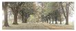 Avenue Of Trees by Michael Hudson Limited Edition Print
