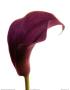 Purple Calla Lily by George Fossey Limited Edition Print