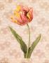Tulipa Culta by Pierre-Joseph Redoute Limited Edition Pricing Art Print