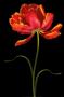 Tulipa: Fantasy I by Joson Limited Edition Pricing Art Print