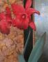 Red Lily With Teal Damasque by T. C. Chiu Limited Edition Pricing Art Print