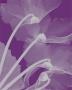Silver Cyclamen by Steven N. Meyers Limited Edition Pricing Art Print