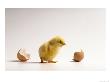 Freshly Hatched, Baby Chick With Broken Egg by Peter Cross Limited Edition Pricing Art Print