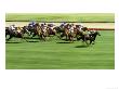 Horse Racing, Blurred Motion Side View Of Pack by Peter Walton Limited Edition Print